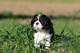 CAVALIER KING CHARLES 702